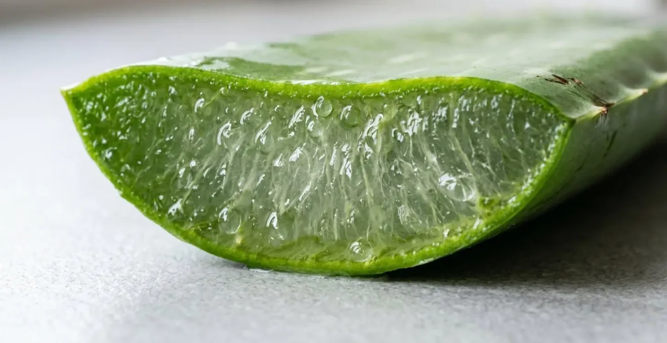 Gros plan extrême sur une feuille d'aloe vera fraîchement coupée en coupe transversale, avec des gouttelettes de gel transparent visibles sur la pulpe charnue